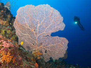 kinasi-lodge-diving-in-mafia_5-300x225