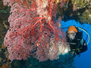 kinasi-lodge-diving-in-mafia_6-300x225