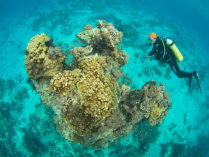 kinasi-lodge-diving-in-mafia_8-300x225