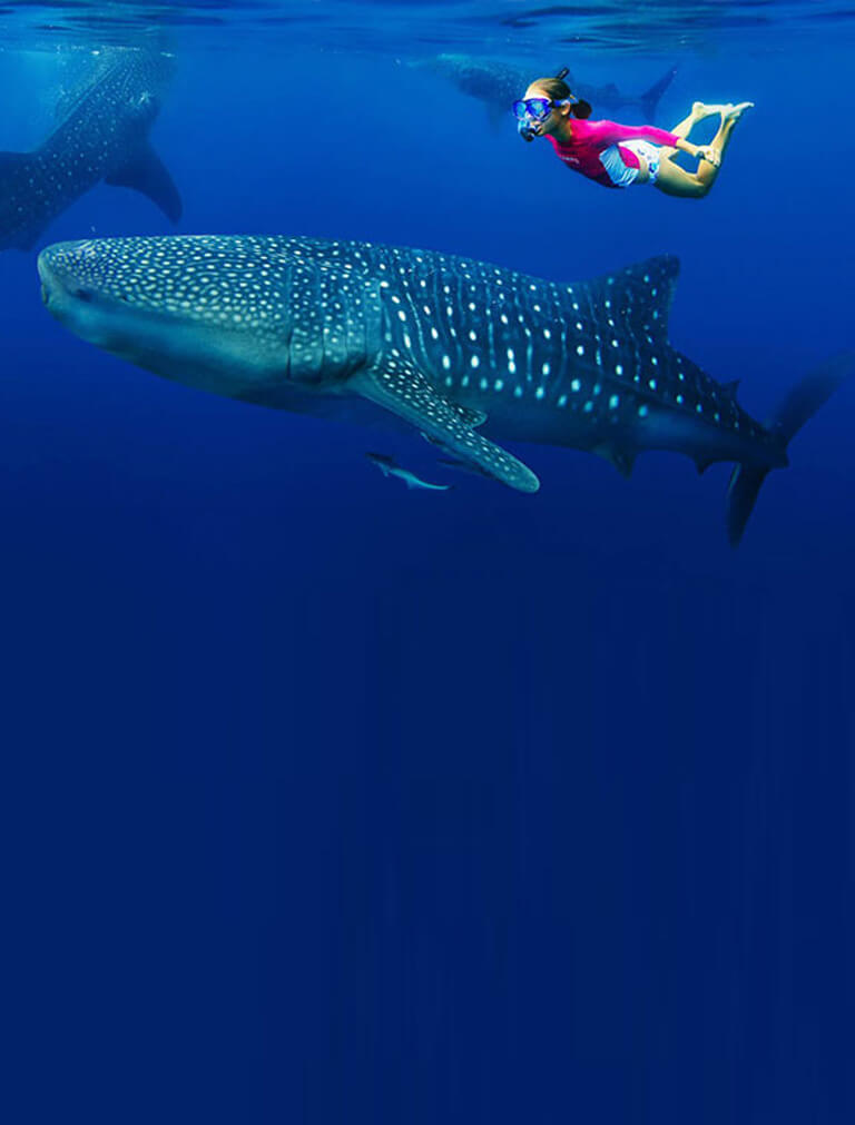 whale_shark_kinasi_2020