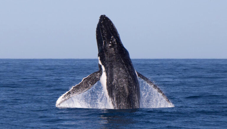 kinasi_lodge_humback-whale-watching