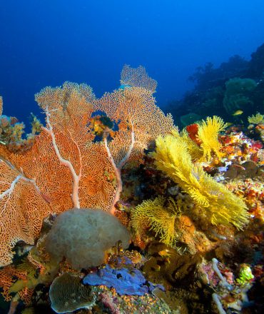Diving Coral