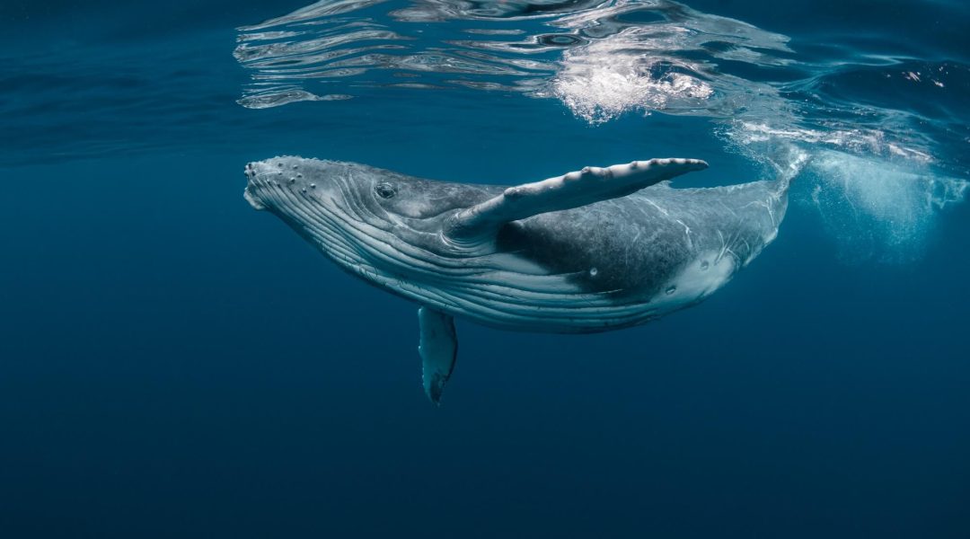 whale-kinasi